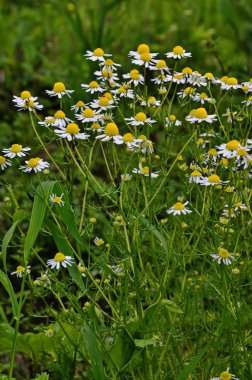 Papatya ilaç çok yararlı bitki.