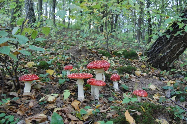 Red fly Agarics växa i skogen. — Stockfoto