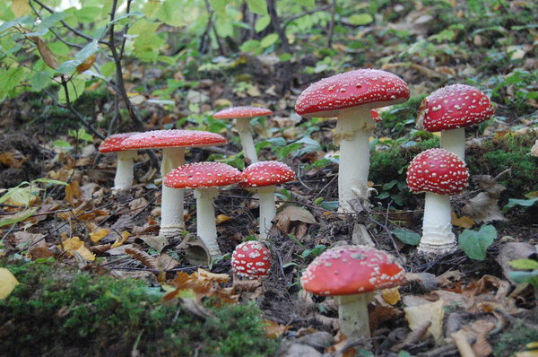 Red fly agarics grow in the forest.