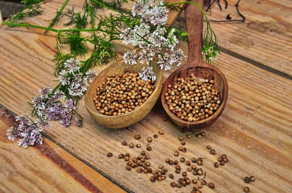 Semillas y flores de un cilantro en una cuchara . —  Fotos de Stock