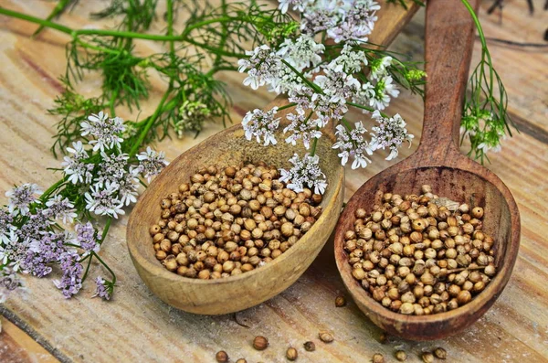 Semillas y flores de un cilantro en una cuchara . —  Fotos de Stock