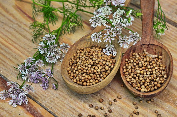 Seeds and flowers of a coriander in a spoon.