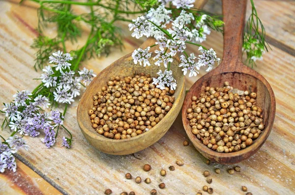 Samen und Blüten eines Korianders in einem Löffel. — Stockfoto