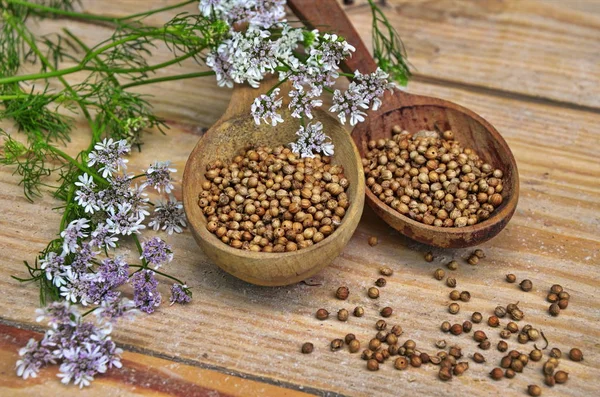 Sementes e flores de um coentro em uma colher . — Fotografia de Stock