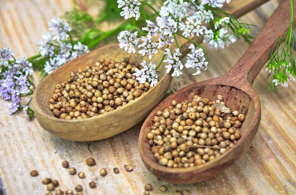 Semillas y flores de un cilantro en una cuchara . —  Fotos de Stock