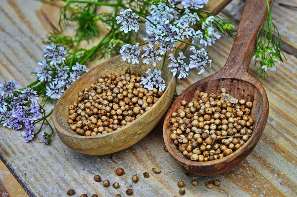 Semillas y flores de un cilantro en una cuchara . —  Fotos de Stock