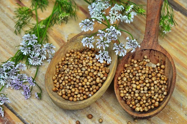 Seeds and flowers of a coriander in a spoon. — Stock Photo, Image