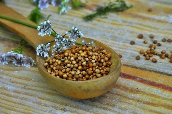 Seeds and flowers of a coriander in a spoon. — Stock Photo, Image