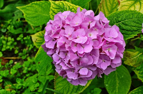 Sol violeta flor bonita . — Fotografia de Stock