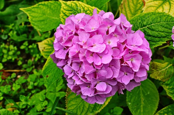 Sol violeta flor bonita . — Fotografia de Stock