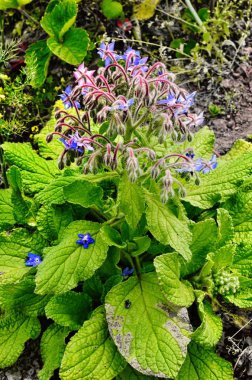 Borago salata için kokulu bir çim.
