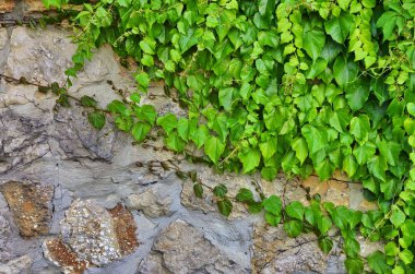 Dikey bir duvarda yeşil bir sarmaşık çalılıkları.