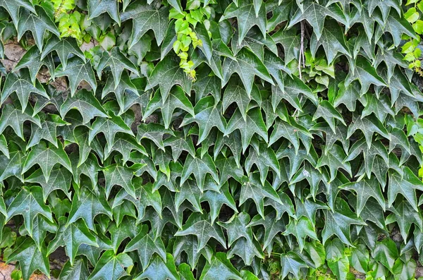 Gestrüpp von grünem Efeu an einer senkrechten Wand. — Stockfoto
