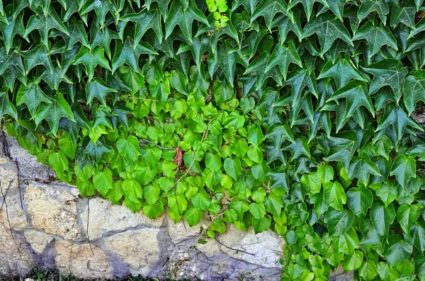 Thickets of a green ivy on a vertical wall. — Stock Photo, Image