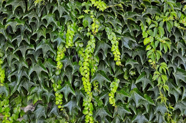 Los matorrales de la hiedra verde sobre la pared vertical . —  Fotos de Stock