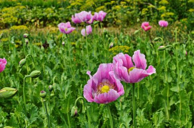 Çiçeklenme sırasında haşhaş somnolent.