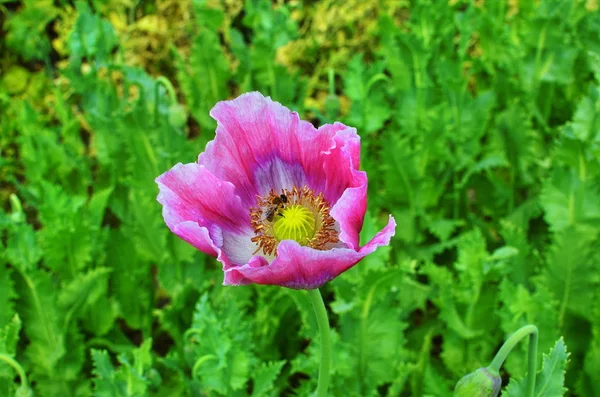 Poppy somnolente tijdens de bloei. — Stockfoto