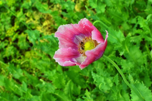 Poppy somnolent during blossoming. — Stock Photo, Image