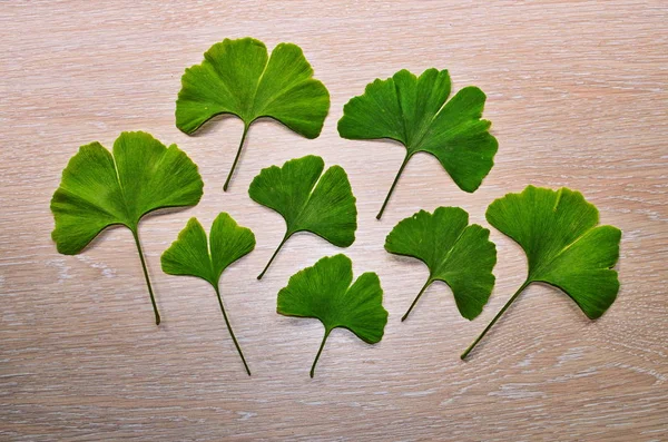 Branches and leaves of a ginkgo.