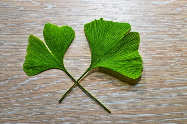 Ramos e folhas de um ginkgo . — Fotografia de Stock