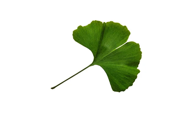 Ramos e folhas de um ginkgo . — Fotografia de Stock