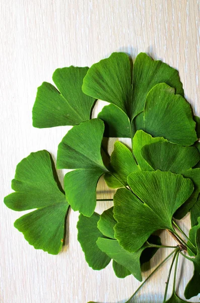 Branches and leaves of a ginkgo.