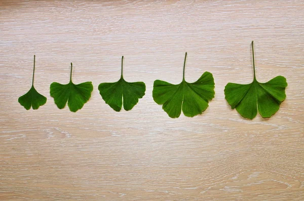 Rami e foglie di un ginkgo . — Foto Stock