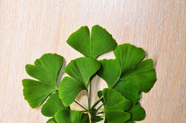 Branches and leaves of a ginkgo.