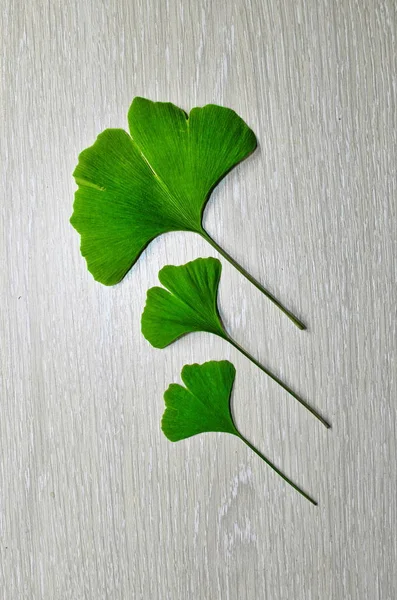 Zweige und Blätter eines Ginkgos. — Stockfoto