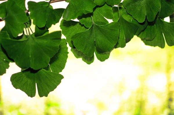 Branches and leaves of a ginkgo.