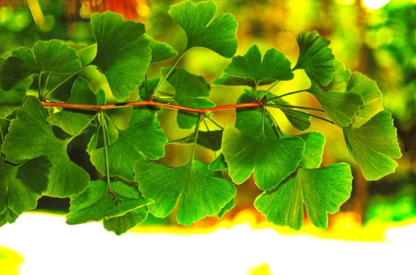 Takken en bladeren van een ginkgo. — Stockfoto