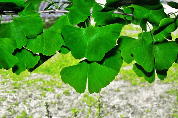 Branches and leaves of a ginkgo.