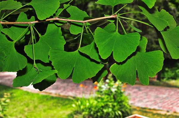 Branches and leaves of a ginkgo.