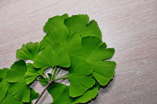 Branches and leaves of a ginkgo.