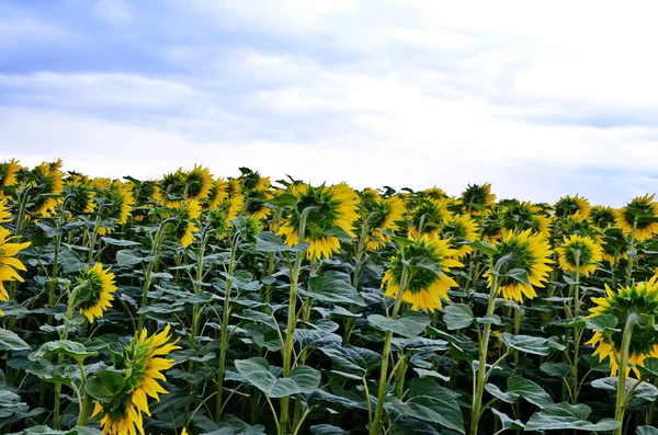 stock image Field of blossom sunflowers.