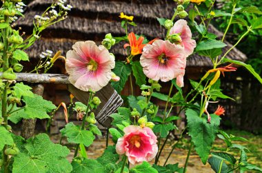Hollyhock çiçekler yakın.