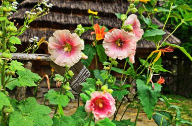 Hollyhock flowers close up. clipart