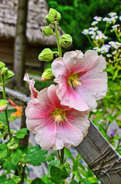 Hollyhock flores de perto . — Fotografia de Stock