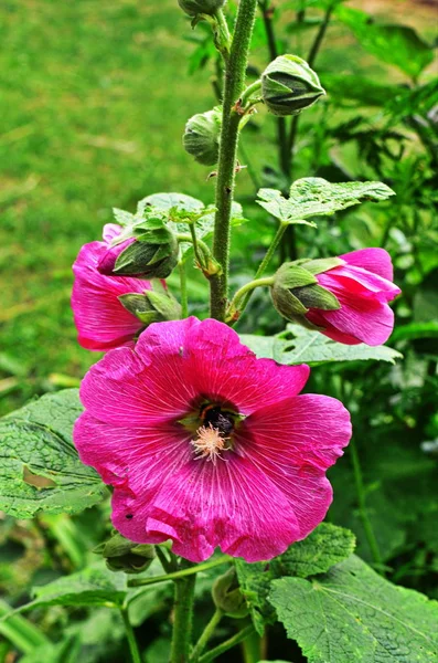 Hollyhock blommor närbild. — Stockfoto