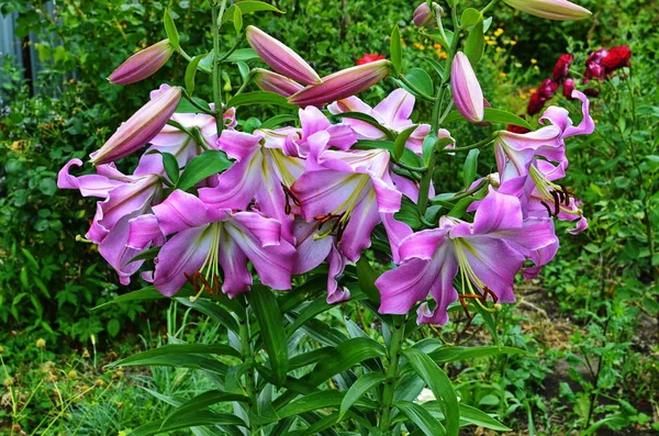 It is big garden lilies.