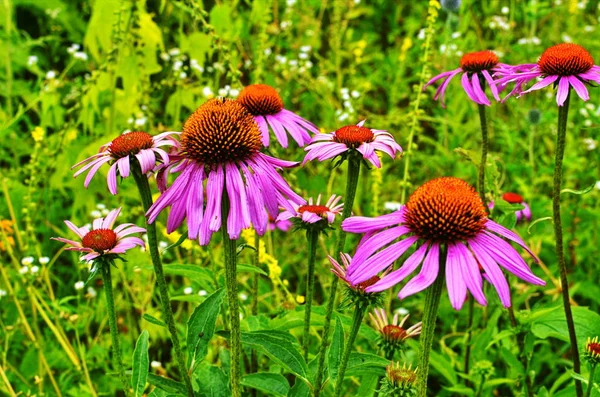 Echinacea, ein wenig Antioxidans, um Sie in Schwung zu bringen. — Stockfoto