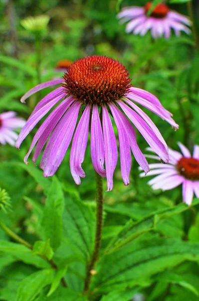 Echinacea, ein wenig Antioxidans, um Sie in Schwung zu bringen. — Stockfoto
