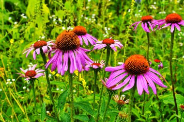 Ekinezya, biraz antioksidan size gitmek için.