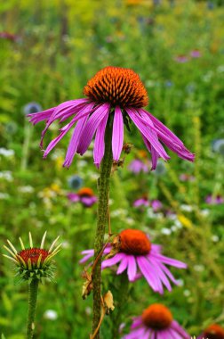 Ekinezya, biraz antioksidan size gitmek için.