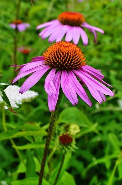 Ekinezya, biraz antioksidan size gitmek için.