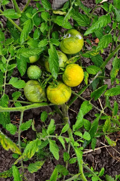 Зеленые помидоры на стебле . — стоковое фото