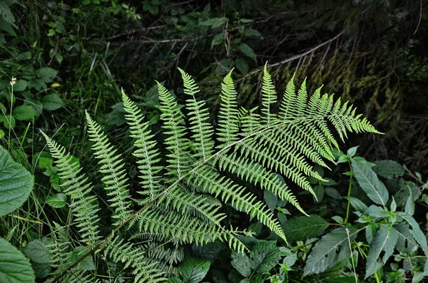 Mysterious leaves of a fern in the forest. — Stock Photo, Image