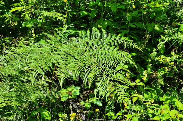 Hojas misteriosas de un helecho en el bosque . — Foto de Stock