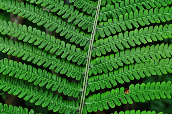 Geheimnisvolle Blätter eines Farns im Wald. — Stockfoto