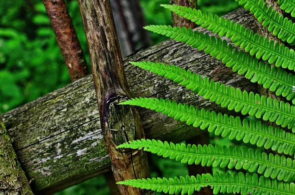 Mystiska blad av en ormbunke i skogen. — Stockfoto